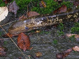 Merinahkiainen (Petromyzon marinus)