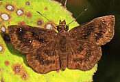 Adult, dorsal view.