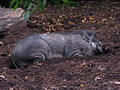 Allongé à la Ménagerie du Jardin des plantes de Paris