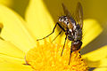 Long tongue tachinid fly, Senostoma sp, by Fir0002