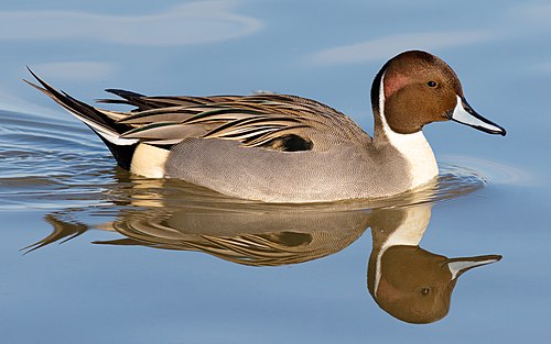 Northern pintail