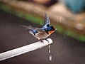 Hirundo tahitica