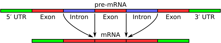 Eukarüootse pre-mRNA protsessing