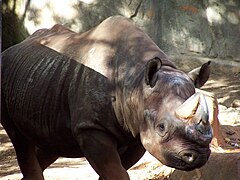 Un rhinocéros noir.