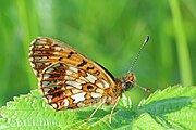 Adult, ventral view of wings.