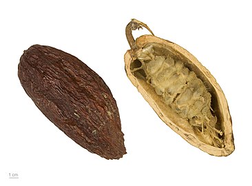 Fruit, dried