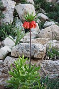 Fritillaria Imperialis in Dena, Iranian Zagros