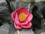 Camellia amplexicaulis