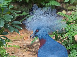 Koroniec siodłaty (Goura cristata). Jurong Bird Park. Jurong, Region Zachodni, Singapur.