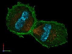 Mauszelle in der Telophase