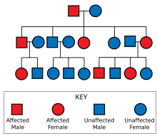 Diagram showing an father carrying the gene and an unaffected mother leading to some of their offspring being affected, those affected are also shown with some affected offspring, whilst those unaffected having no affected offspring