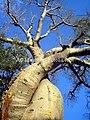 Baobab amoureux