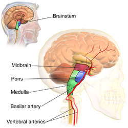 Brain stem anatomy.