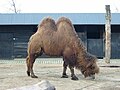 :A Bactrian camel