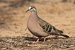 Thumbnail for Common bronzewing