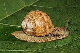 Helix pomatia