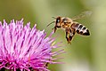 Apis mellifera