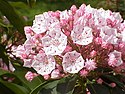 Mountain laurel