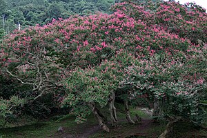 활짝 핀 배롱나무(2009년 4월, 담양 명옥헌)