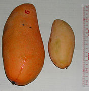 ペリカンマンゴー種の果実