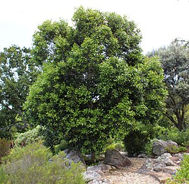 Olea capensis, Kaapstad