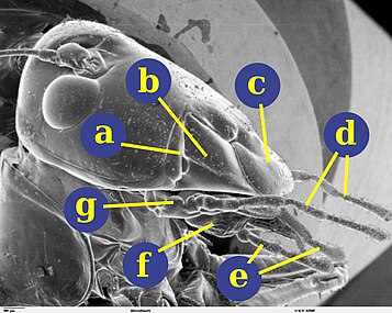 昆虫の小顎髭（d）と下唇鬚（e）
