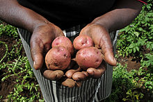 Potatoes from a Kenyan farm.jpg