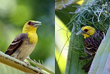 Sakalava weaver ploceus sakalava.jpg