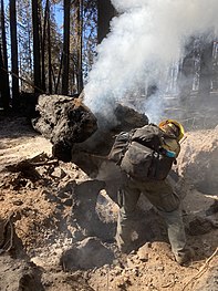 The image depicts a wildland firefighter, as viewed from behind, bent over and using their handtool to extinguish a burning log.