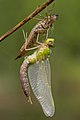 Image 20Ecdysis: a dragonfly has emerged from its dry exuviae and is expanding its wings. Like other arthropods, its body is divided into segments. (from Animal)