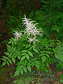 Aruncus dioicus