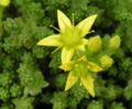 Biting stonecrop (Sedum acre) close-up