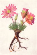 Lewisia rediviva