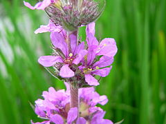 Lythrum salicaria