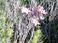 Trivialname (Centaurium erythraea)