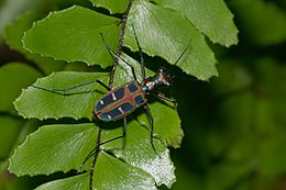 Cicindela duponti