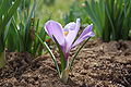 20. Fehér sáfrány, más néven tavaszi sáfrány (Crocus vernus) (javítás)/(csere)