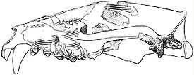 Реконструкция черепа Dissopsalis carnifex