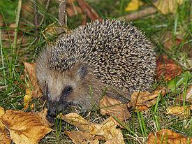 Обыкновенный ёж (Erinaceus europaeus)