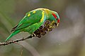 Feeding on a desert ash in Bendigo.