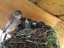 Photograph of a bid perched on the side of a nest with several chicks