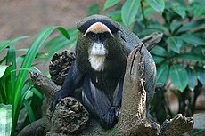 Brazo markata (Cercopithecus neglectus)