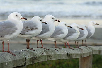 Mouettes argentées (Larus novaehollandiae) en Nouvelle-Zélande. (définition réelle 1 200 × 800*)