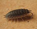 Žižiavka obyčajná (Porcellio scaber)