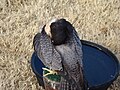 Peregrine Falcon preening its feathers.