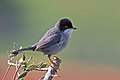 Kucsmás poszáta (Sylvia melanocephala)