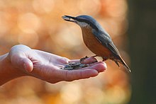 Photograph of a nuthatch standing on, and eating sunflower seeds from, an open hand