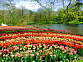 Zahrada Keukenhof a její tulipány, velké symboly Nizozemska