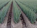 Hilling Japanese Une (畝) for scallions, ploughed by rotary tiller or hoe (2007)