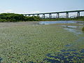 B. schreberi na Whitefish Pond-u